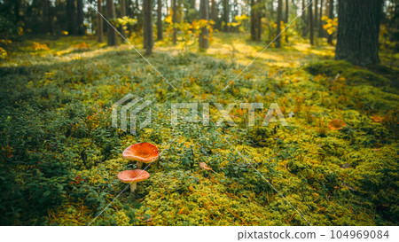 Belarus, Europe. Time lapse mushroom. Russula emetica - sickener, emetic russula, or vomiting russula, is a basidiomycete mushroom. Autumn Forest. Conditionally edible fungus. Sunshine In Sunny Autumn 104969084