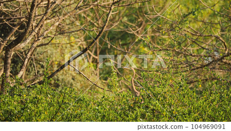 Goa, India. Purple Heron Sitting On Branch Of Tree 104969091
