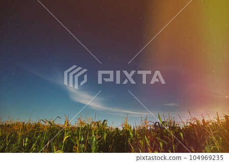 Night Starry Sky Above corn Field maize Plantation. Glowing Stars Above Rural Landscape. Colorful flare on sky. Agricultural Landscape under Starry Sky. Colored bright spots of light glow in the sky 104969235