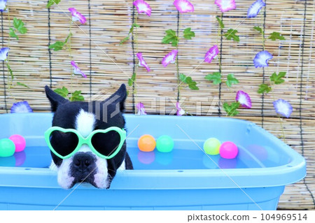 Boston terrier with sunglasses staring from the pool with cute morning glory and colored balls ♡ Mighty-kun 104969514