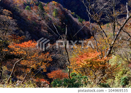 Mountain range of colored leaves seen from the Tanzawa Mountains and Hinodomaru ridgeline 104969535