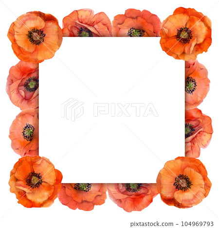 Watercolor square frame composition with hand drawn summer bright red poppy flowers. Isolated on white background. Design for invitations, wedding, love or greeting cards, paper, print, textile Watercolor square frame composition with hand drawn summer bright red poppy flowers. Isolated on white background. Design for invitations, wedding, love or greeting cards, paper, print, textile 104969793