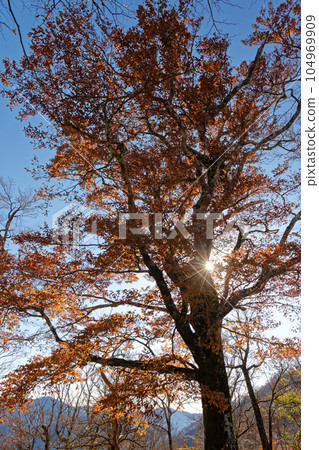 Yellow leaves of beech trees on the ridgeline of Nishitanzawa and Hinokidomaru 104969909