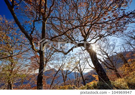 Yellow leaves of beech trees and Mt. Yellow leaves of beech trees and Mt. 104969947