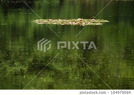 漂浮在綠色湖面上的睡蓮 漂浮在綠色湖面上的睡蓮 104970084