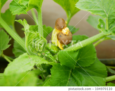 Slug snail parasitizes spanish pest patty pan Arion vulgaris close-up pattypan squash flower bloom blossom patty pan Cucurbita pepo patissoniana summer squash moving garden, eating ripe plant crops Slug snail parasitizes spanish pest patty pan Arion vulgaris close-up pattypan squash flower bloom blossom patty pan Cucurbita pepo patissoniana summer squash moving garden, eating ripe plant crops 104970110