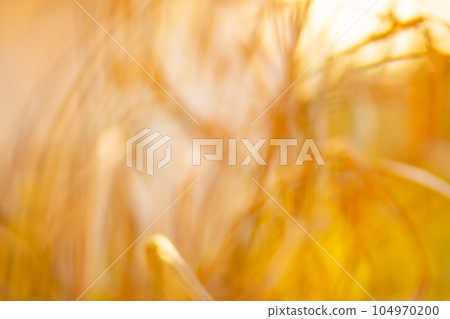 Blank pictures blur. Blurred natural background backplate with bokeh. Blank pictures blur. Blurred natural background backplate with bokeh. 104970200