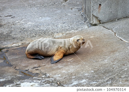 Steller's sea lion baby (Otaru aquarium) 104970314