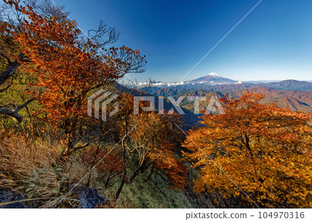 Autumn leaves of azaleas and Mt. Fuji on the ridgeline of Hinokidomaru 104970316