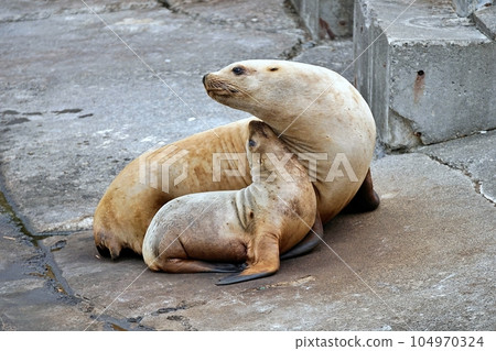 Otaru Aquarium Steller's Parent and Child Otaru Aquarium Steller's Parent and Child 104970324