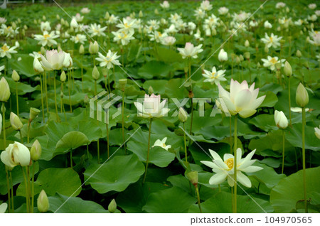 在農村看到的蓮花 在農村看到的蓮花 104970565