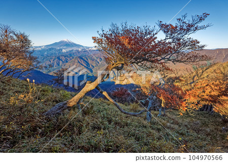 檜木洞丸山脊線上的杜鵑花和富士山的秋葉 檜木洞丸山脊線上的杜鵑花和富士山的秋葉 104970566