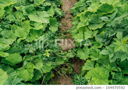 A dirt path through high and dense grass in the forest. Hiking in the forest for outdoor activities A dirt path through high and dense grass in the forest. Hiking in the forest for outdoor activities 104970592