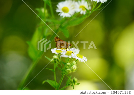 蝴蝶被困在一朵花 104971158