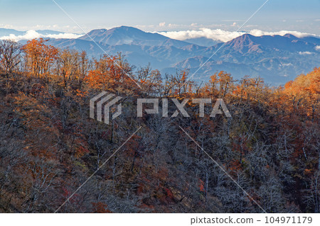丹澤日野丸和箱根山的山毛櫸樹的黃葉 104971179