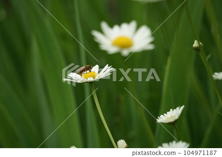 Honeybees sucking flower nectar 104971187