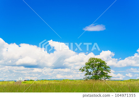 (Toyokoro Town, Hokkaido) Harunire no Ki Natsuzora (Toyokoro Town, Hokkaido) Harunire no Ki Natsuzora 104971355