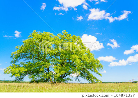 (北海道豐頃町)Harunire no Ki Natsuzora (北海道豐頃町)Harunire no Ki Natsuzora 104971357