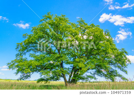 (北海道豐頃町)Harunire no Ki Natsuzora (北海道豐頃町)Harunire no Ki Natsuzora 104971359