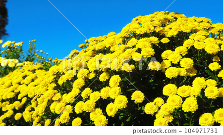 黃菊花與藍天風景 黃菊花與藍天風景 104971731
