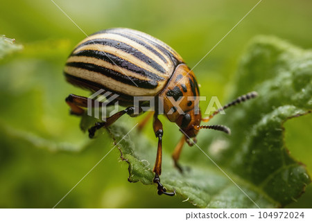 Colorado potato beetle walking on potatoes 104972024
