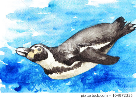 游泳的加拉帕戈斯企鵝水彩畫23715pix7 104972335