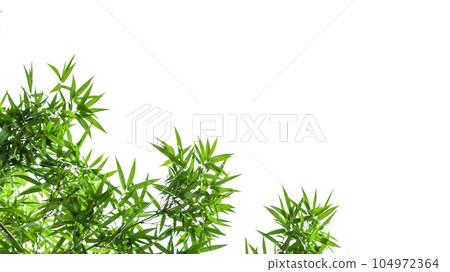 Isolated green bamboo leaves with clipping paths on white background for card background                                104972364