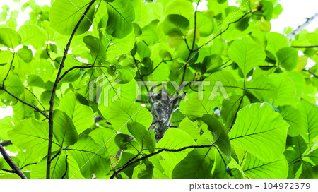 Look up view tree leaves with with clipping paths on white copy space background 104972379