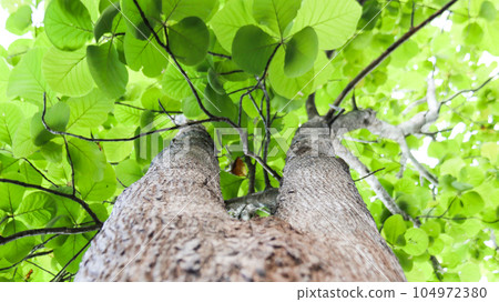Look up view tree leaves with with clipping paths on white copy space background Look up view tree leaves with with clipping paths on white copy space background 104972380
