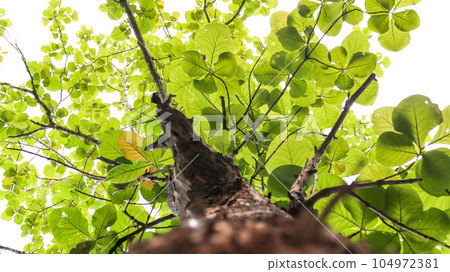 Look up view tree leaves with with clipping paths on white copy space background 104972381