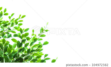 Look up view tree leaves with with clipping paths on white copy space background Look up view tree leaves with with clipping paths on white copy space background 104972382