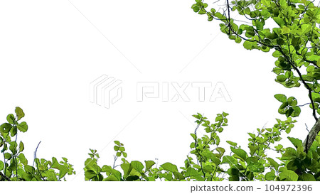 Look up view tree leaves with with clipping paths on white copy space background Look up view tree leaves with with clipping paths on white copy space background 104972396