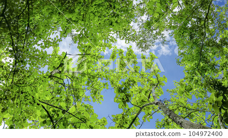 Look up view tree leaves with with clipping paths on white copy space background 104972400