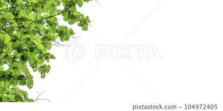 Look up view tree leaves with with clipping paths on white copy space background 104972405