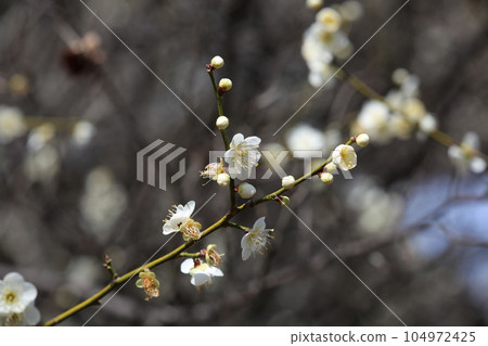 White plum White plum 104972425