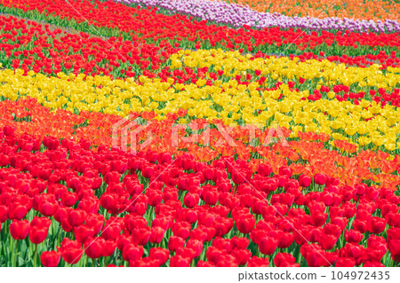 春天的木曾三仙公園中心，鬱金香盛開<岐阜縣海津市> 104972435