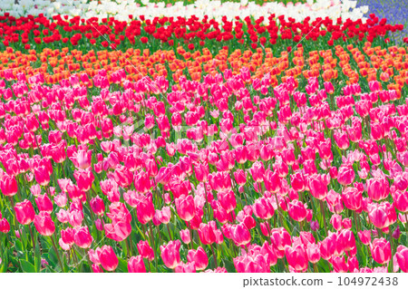 Kiso Sansen Park Center in spring, tulips in full bloom <Kaizu City, Gifu Prefecture> 104972438