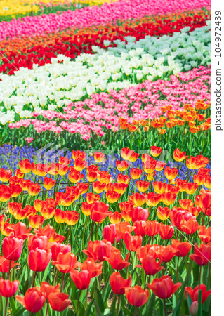Kiso Sansen Park Center in spring, tulips in full bloom <Kaizu City, Gifu Prefecture> Kiso Sansen Park Center in spring, tulips in full bloom <Kaizu City, Gifu Prefecture> 104972439