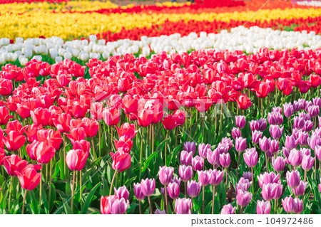 春天的木曾三仙公園中心，鬱金香盛開<岐阜縣海津市> 104972486