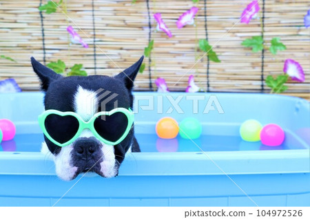 Boston terrier with sunglasses staring in the pool with cute morning glory and colored balls ♡ Mighty 104972526