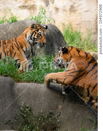Amur tiger's brother surprises his sister Amur tiger's brother surprises his sister 104972906