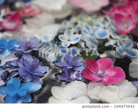 Hydrangea Floating in Water② Hydrangea Floating in Water② 104973042