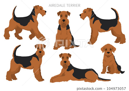 Airedale terrier all colours clipart. Different coat colors set. 104973057