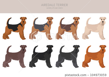 Airedale terrier all colours clipart. Different coat colors set. 104973059