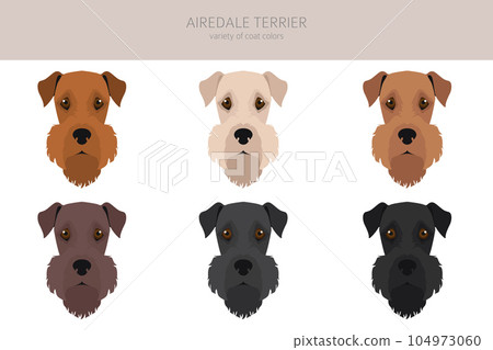 Airedale terrier all colours clipart. Different coat colors set. 104973060