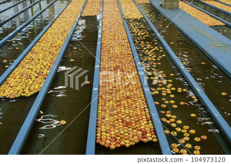 Apple Processing Plant Interior with Apples in Flumes Transported by Sort Of Water Conveyor -  Apple Receiving And Processing In Large Fruit Packing House Facility Prior Distribution To Market 104973120