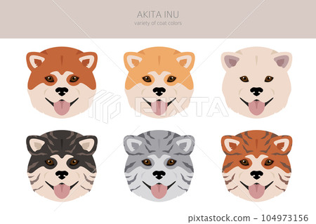 Akita Inu all colours clipart. Different coat colors set 104973156
