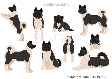 American akita all colours clipart. Different coat colors set 104973282