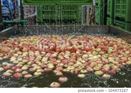 Fresh Apples Floating and Being Washed and Transported in Water Tank Conveyor - Pick and Place Robot Working on Apple Washing Line in Food Processing Plant Fresh Apples Floating and Being Washed and Transported in Water Tank Conveyor - Pick and Place Robot Working on Apple Washing Line in Food Processing Plant 104973287