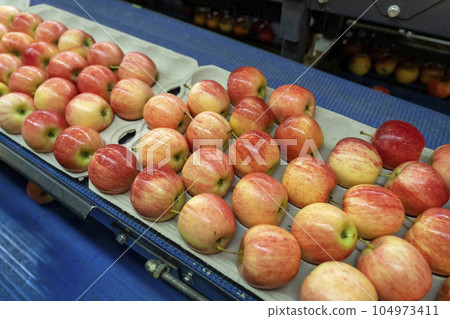 Fresh Apples in Environmentally Friendly Packaging Moving on Conveyor Belt in Fresh Produce Distribution Centre - Packing Fresh, Graded Apples in Food Processing Plant Fresh Apples in Environmentally Friendly Packaging Moving on Conveyor Belt in Fresh Produce Distribution Centre - Packing Fresh, Graded Apples in Food Processing Plant 104973411